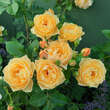 Rose 'Graham Thomas': Bild 3/9