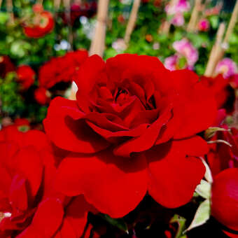Rose 'Amadeus'