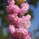 Prunus triloba - Mandelröschen