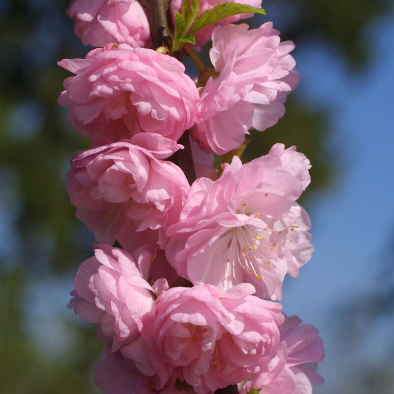 Mandelroschen Prunus Triloba Rosa