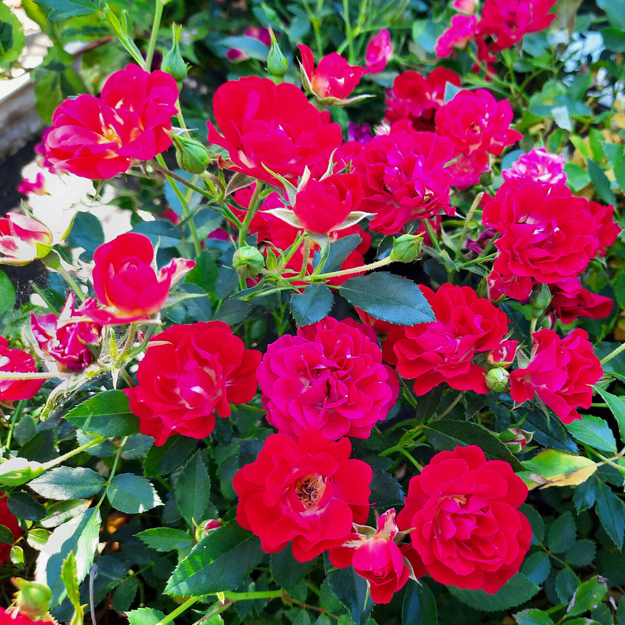 Bodendeckerrose Rose Red Compact Meidiland Rot bodendeckerrose-rose-red-compact-meidiland-rot