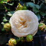Rose 'Artemis' - Moderne Strauchrose