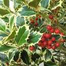 Ilex aquifolium 'Argentea Marginata' - Stechpalme