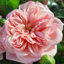 Rose 'Paul Noel' - Ramblerrose