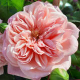 Rose 'Paul Noel' - Ramblerrose