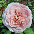 Rose 'Olivia Rose Austin': Bild 5/12