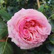 Rose 'Eden Rose': Bild 3/12