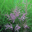 Tamarix ramosissima 'Pink Cascade': Bild 1/1