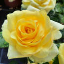 Rose 'Guy's Gold' - Englische Edelrose
