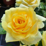Rose 'Guy's Gold' - Englische Edelrose