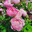 Rose 'Raubritter': Bild 4/7