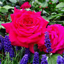 Rose 'Tower Bridge' - Englische Edelrose