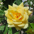 Rose 'Elegance' - Ramblerrose