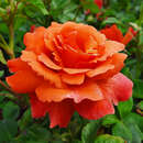 Rose 'Easy Does It' - Englische Beetrose