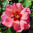 Rose 'Alissar, Princess of Phoenicia' - Englische Strauchrose