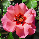 Rose 'Alissar, Princess of Phoenicia' - Englische Strauchrose