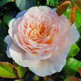 Rose 'Emily Brontë' - Englische Strauchrose
