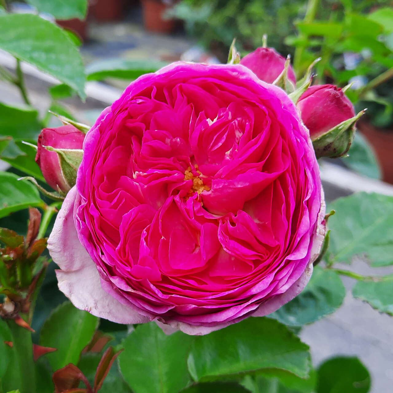 Rose Moderm Moderne Edelrose - Rose 'Modern Art' - rosa