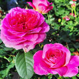 Rose 'Gabriel Oak' - Englische Strauchrose