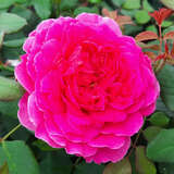 Rose 'Gabriel Oak' - Englische Strauchrose