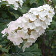 Hydrangea quercifolia 'Snow Queen': Bild 1/7