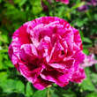 Rose 'Ferdinand Pichard': Bild 4/5