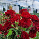 Rose 'Crimson Siluetta' - Moderne Strauch- und Kletterrose