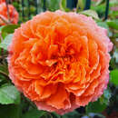 Rose 'Florianirose' - Beetrose