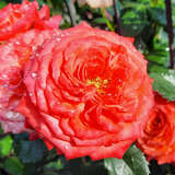 Rose 'Vulcano' - Moderne Edelrose
