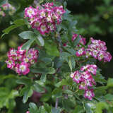 Crataegus laevigata 'Crimson Cloud' - Kaskaden-Rotdorn