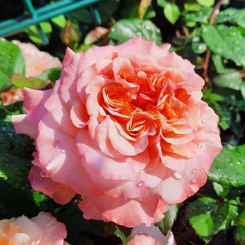 Edelrose - Rose 'Augusta Luise'