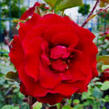Rose 'Graf Lennart' ('Marcel Pagnol') - Moderne Edelrose