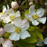 Malus 'Crittenden' - Zierapfel