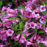 Weigela 'Minuet' - Zwerg-Weigelie