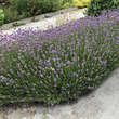 Lavandula angustifolia: Bild 2/7