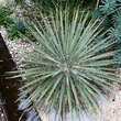 Yucca filamentosa: Bild 7/8