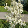 Yucca filamentosa: Bild 3/8