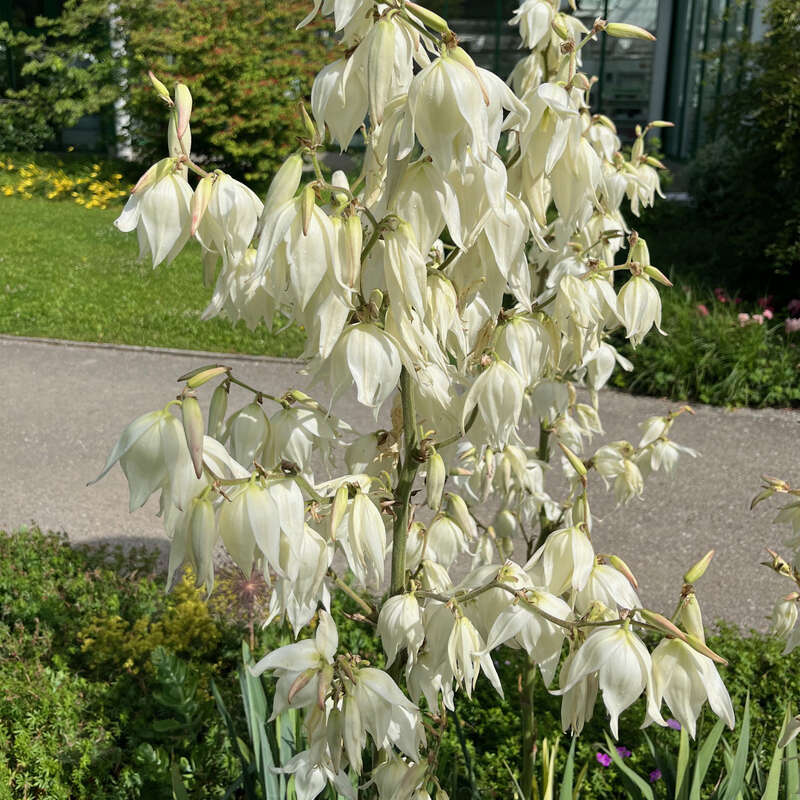 Palmlilie - Yucca filamentosa