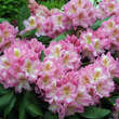 Rhododendron Yakusimanum Hybr. - rosa: Bild 2/4