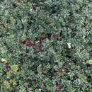 Euonymus fortunei 'Emerald Gaiety' - Bunter Kriech-Spindelstrauch