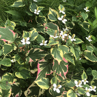 Gelbbunter Molchschwanz - Houttuynia cordata 'Chameleon' - wei