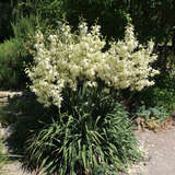 Yucca filamentosa - Palmlilie