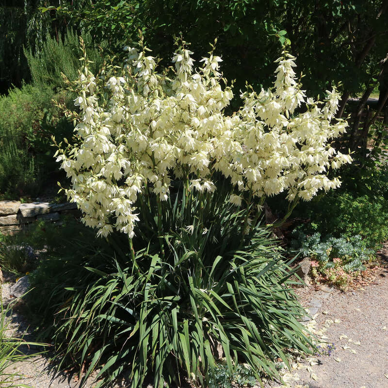 Palmlilie - Yucca filamentosa