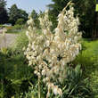Yucca filamentosa: Bild 4/8