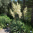 Yucca filamentosa: Bild 2/8