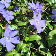 Vinca minor 'La Grave': Bild 3/4