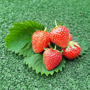 Fragaria ananassa  'Elsanta' - Ananaserdbeere