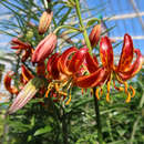 Lilium martagon  'Claude Shride' - Türkenbundlilie