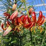 Lilium martagon  'Claude Shride' - Türkenbundlilie