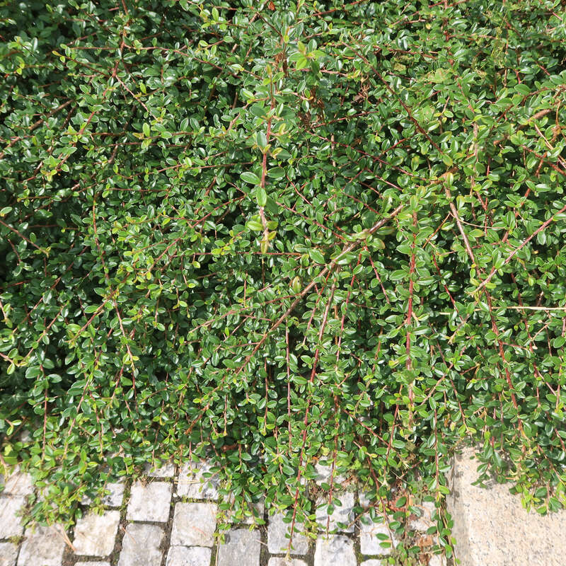 Kriechmispel - Cotoneaster dammeri 'Coral Beauty'